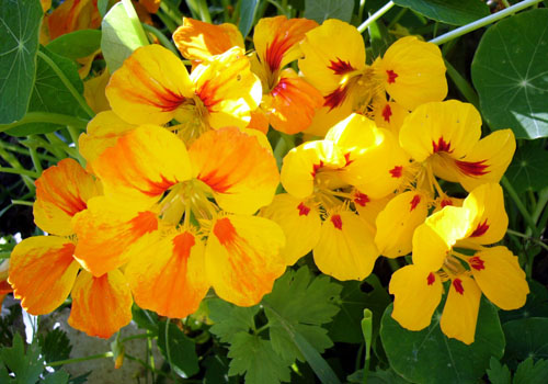 Nasturtium - เติบโตจากเมล็ด