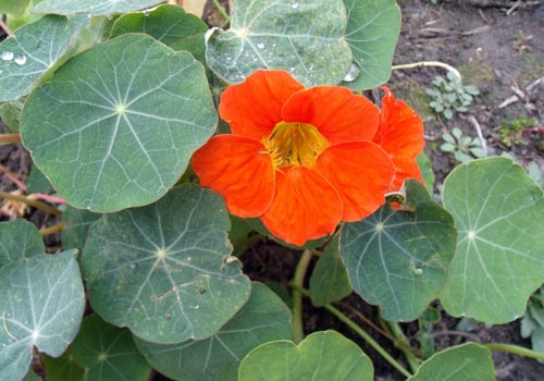ดอกไม้ Nasturtium