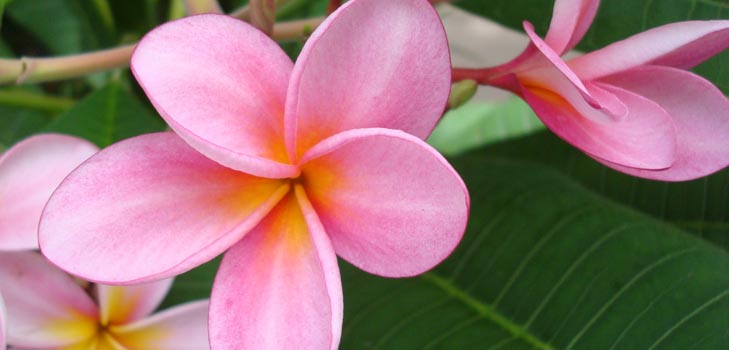 ดอกไม้ Plumeria - กลิ่นหอมมหัศจรรย์ในบ้านคุณ