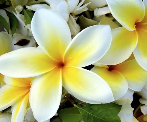 ดอกไม้ Plumeria - กลิ่นหอมมหัศจรรย์ในบ้านคุณ