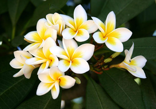 ดอกไม้ Plumeria - กลิ่นหอมมหัศจรรย์ในบ้านคุณ