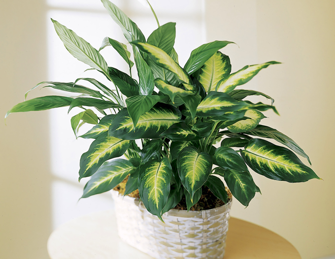 Dieffenbachia: วิธีการดูแลอย่างถูกต้อง?