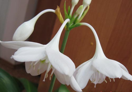 สองดอกไม้ eucharis