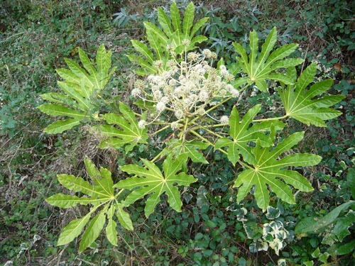 fatsia ในสภาพอุณหภูมิที่สะดวกสบาย