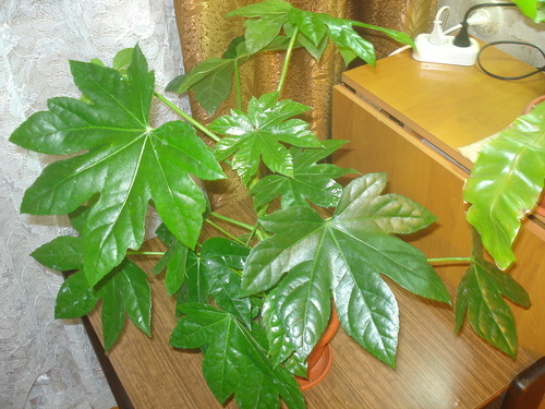 fatsia โดยหน้าต่างตะวันตก