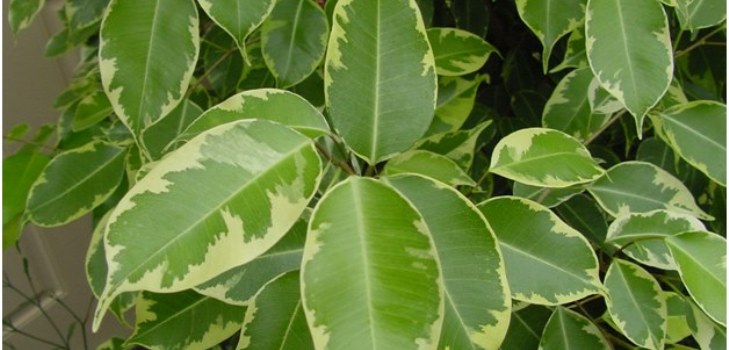 Ficus ห้อง