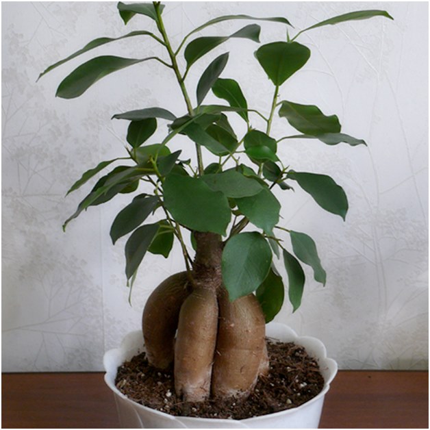 Ficus ก่อนย้ายปลูก