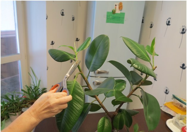 ตัด Ficus