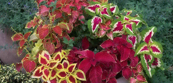 Fittonia: การดูแล