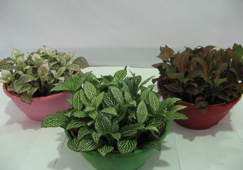 Fittonia: การดูแล