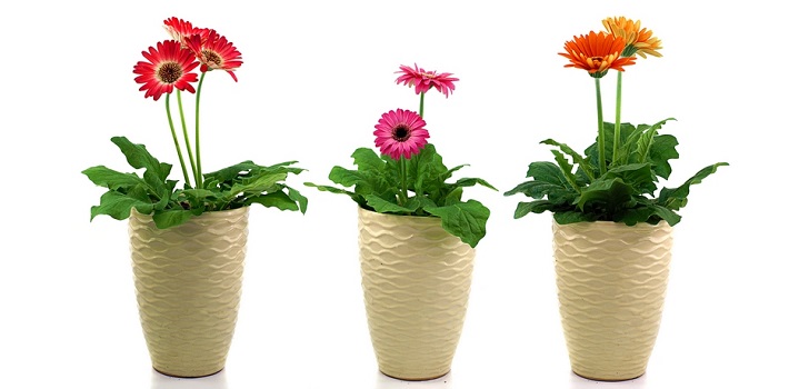 Gerbera ในหม้อ Gerbera ในหม้อ
