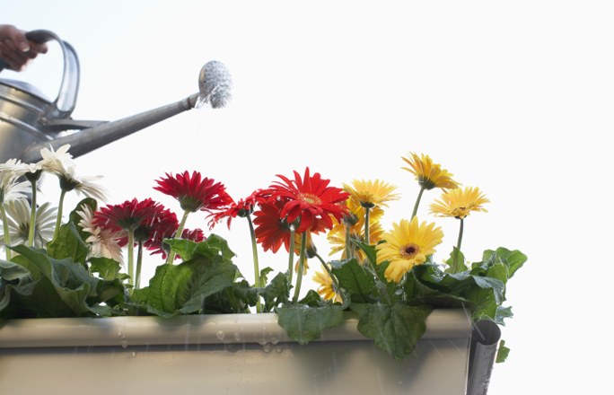 Gerbera ในหม้อ Gerbera ในหม้อ