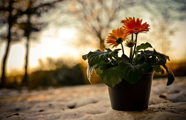 Gerbera ในหม้อ Gerbera ในหม้อ
