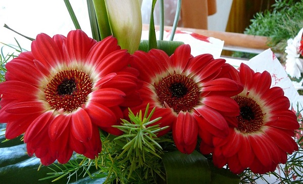 Gerbera ในหม้อ Gerbera ในหม้อ