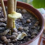 เห็ดในประเทศ: วิธีที่จะเติบโต