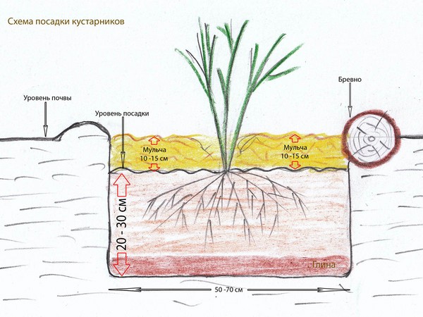 Joshta - symbiosis ที่ผิดปกติของรสชาติและผลประโยชน์