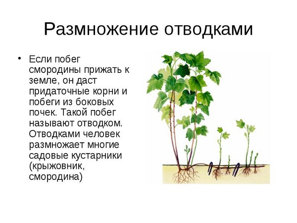 Joshta - symbiosis ที่ผิดปกติของรสชาติและผลประโยชน์