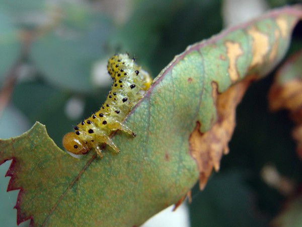 Joshta - symbiosis ที่ผิดปกติของรสชาติและผลประโยชน์