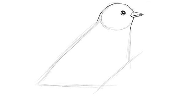 วิธีการวาดนกในขั้นตอนด้วยดินสอ