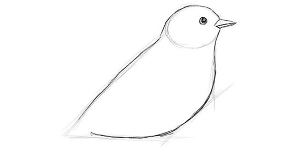 วิธีการวาดนกในขั้นตอนด้วยดินสอ