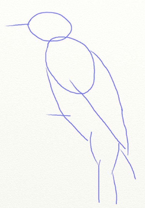 วิธีการวาดนกในขั้นตอนด้วยดินสอ