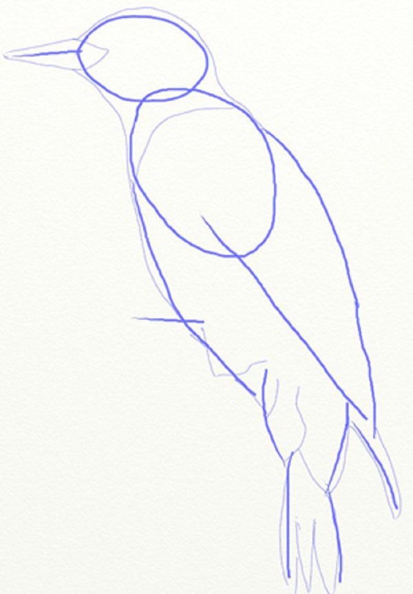 วิธีการวาดนกในขั้นตอนด้วยดินสอ