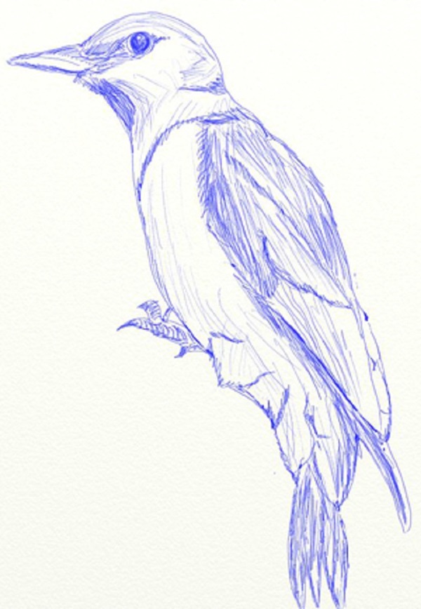 วิธีการวาดนกในขั้นตอนด้วยดินสอ