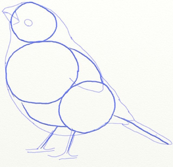 วิธีการวาดนกในขั้นตอนด้วยดินสอ