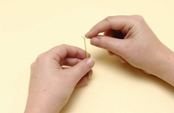 ดอกไม้ Quilling จากกระดาษสำหรับผู้เริ่มต้น