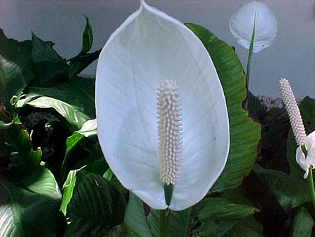 spathiphyllum การปลูกถ่าย