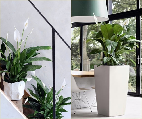 โรคและการรักษา spathiphyllum