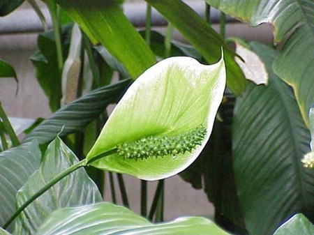 การดูแล spathiphyllum ในบ้าน