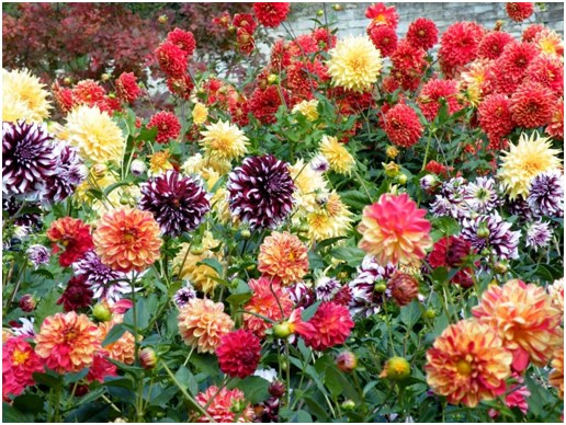 หลายสี