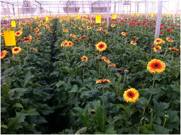 การเพาะปลูกของ gerberas