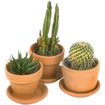 Cacti และดูแลพวกเขา Cacti และดูแลพวกเขา