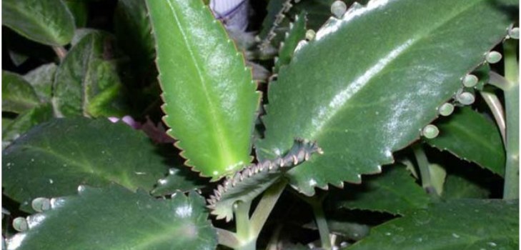 โรงงาน Kalanchoe