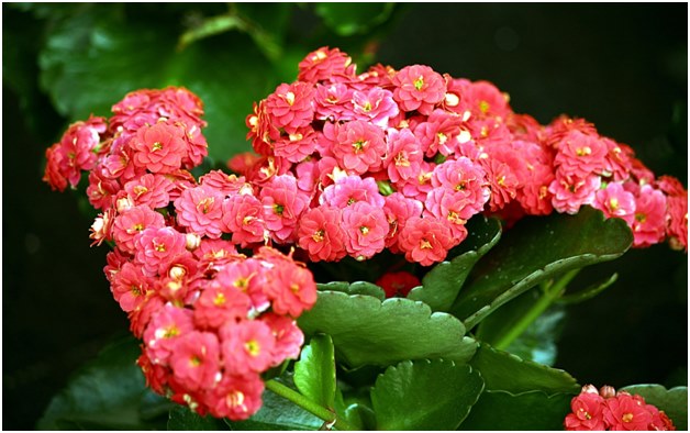 ดอกไม้ Kalanchoe