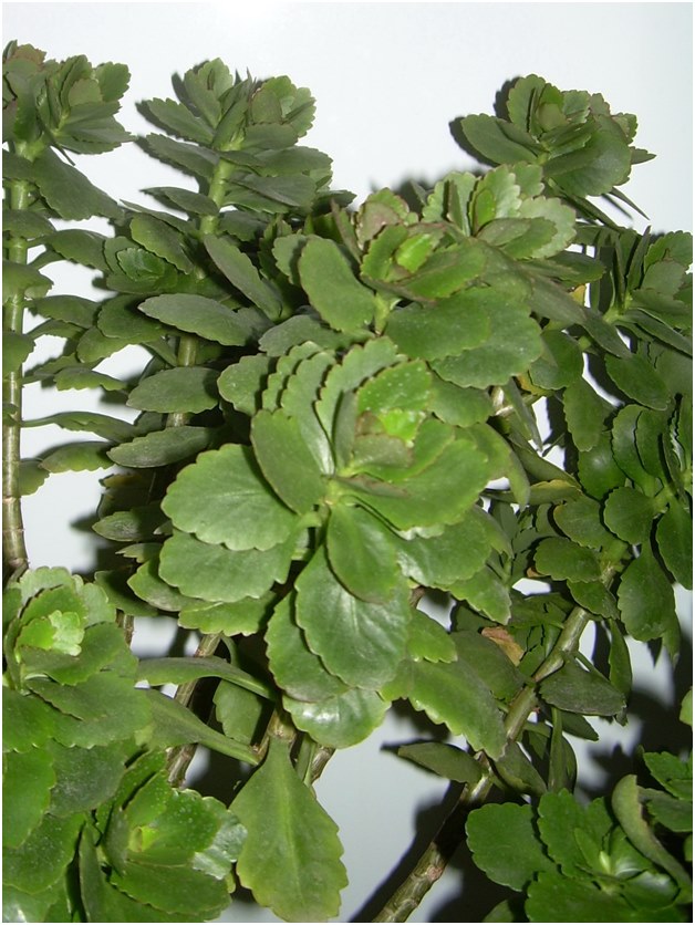 กิ่งของ Kalanchoe