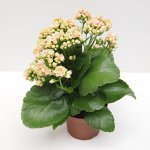 Kalanchoe Kalanchoe Kalanchoe Kalanchoe