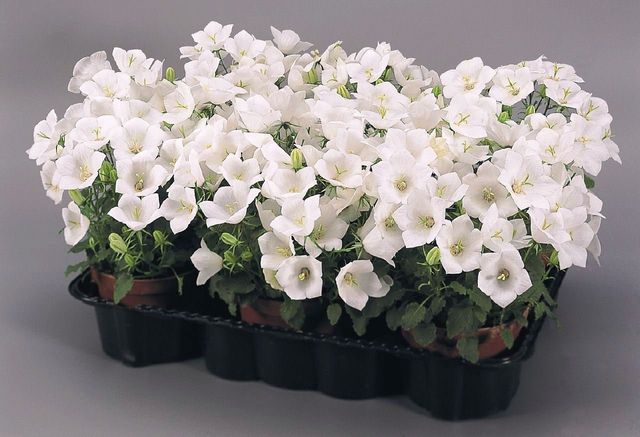 การดูแล Campanula