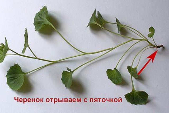 การดูแล Campanula