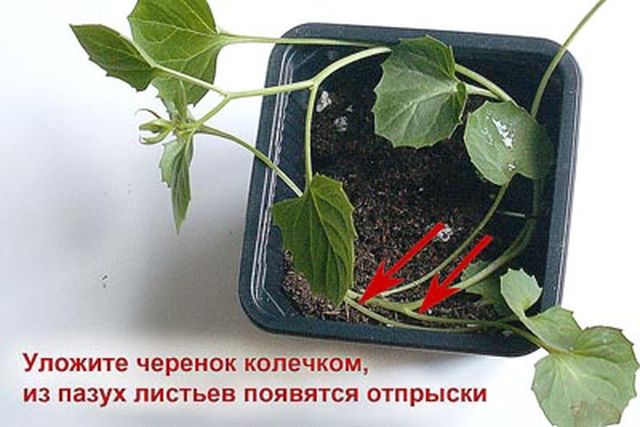 การดูแล Campanula