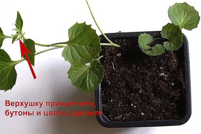 การดูแล Campanula
