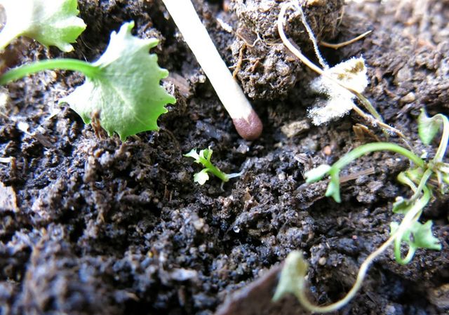 การดูแล Campanula