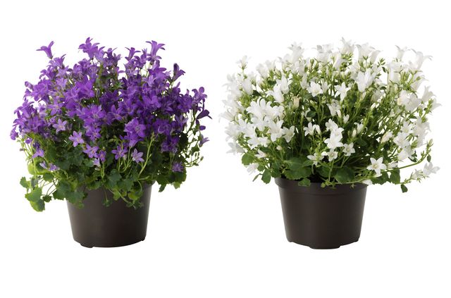 การดูแล Campanula