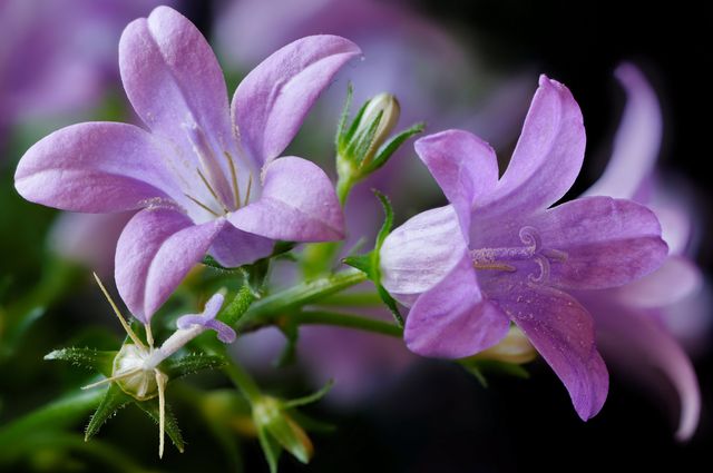 Campanula at home - ปลูกและดูแล (วิดีโอ, ภาพ): แนะนำให้กับผู้เริ่มต้นทำวิทยานิพนธ์