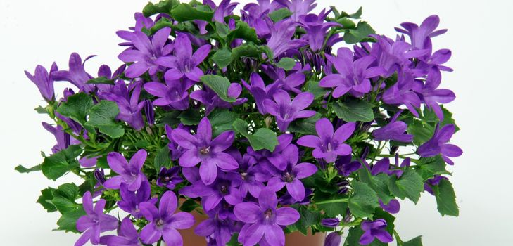 การดูแล Campanula