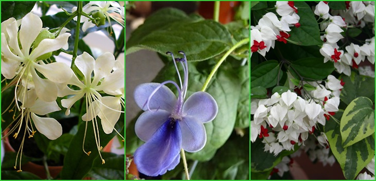 Clerodendrum - การดูแล