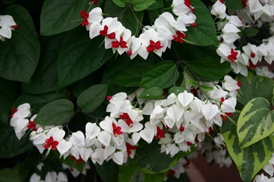 Clerodendrum - การดูแล