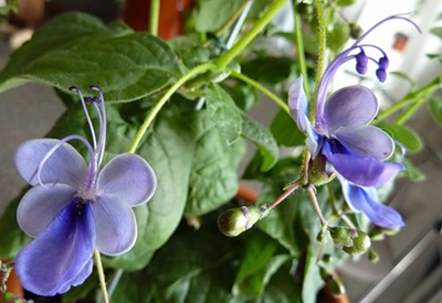Clerodendrum - การดูแล